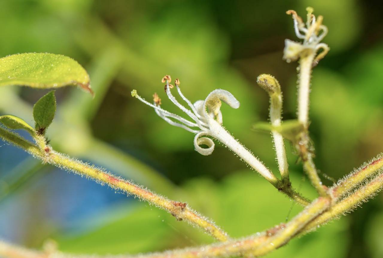 The Wild Seeds โชวิญี ภายนอก รูปภาพ